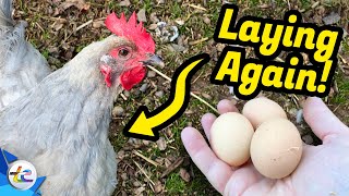 Transport Evolved Chicken and Garden Update - Guess Who