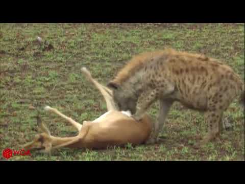 Amazing Hyena Save Impala From Cheetah Hunting | Animals Hunting Fail