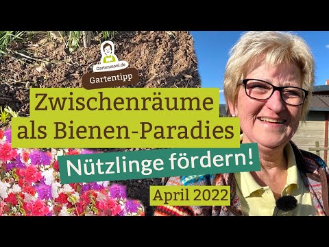 Create a paradise for bees and butterflies: sow insect-friendly flowers in the gaps!