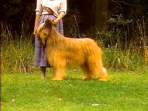 Briard - AKC Dog Breed Series