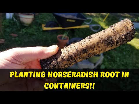 image-What insect eats horseradish?