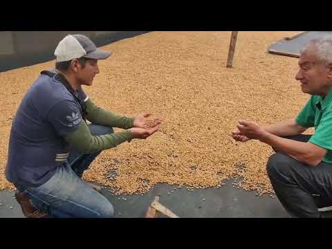 Lizardo Imbachi, ganador concurso café Bourbon Rosado, Palestina Huila