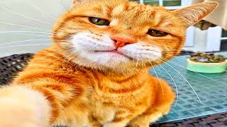 cats with zero brain activity