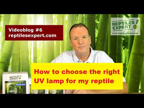 How to choose the right UVB lamp for my reptile