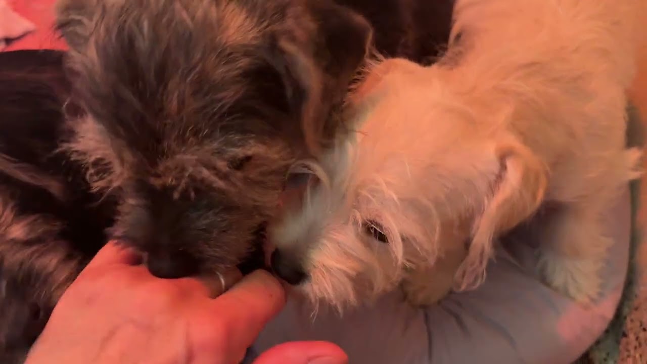 Enlarge Finn: Cute and cuddly, an adopted mixed breed in Dublin, OH video 5/5