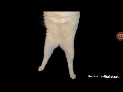 Harika ve eğlenceli bir şarkı. Kitty Cat.