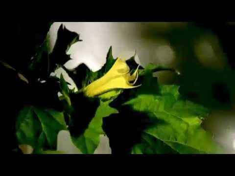 Jimson weed blossoming