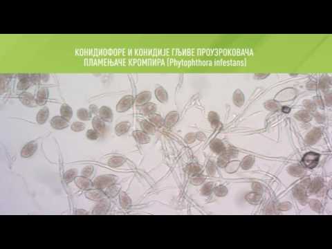 Zelena prognoza, 25.5.2016. -  O stanju u usevima krompira