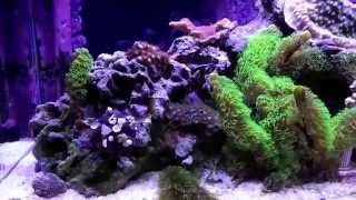 How to setup a 10 Gallon Nano Reef Tank, 1 year update. red starfish and blenny bit the dust