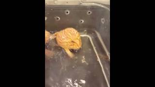 Pacman frog barking