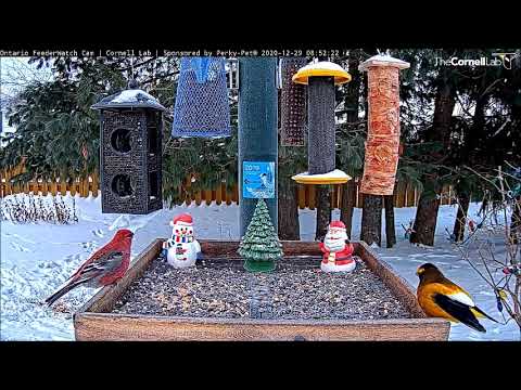 Pine Grosbeaks and Evening Grosbeak at the same time ~ ©CornellLab, Boreal, Ont