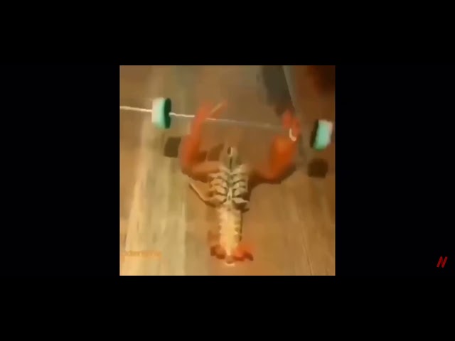 Vídeo relacionado con Larry the Lobster Observe Meme Camiseta sin Mangas