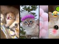 Funny Cats 2025 Cats Meowing Worldofanimals 4233