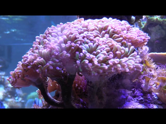 180G REEF SALTWATER AQUARIUM DO YOU EVEN REEF BRO?! CORAL REEF TANK UPDATE