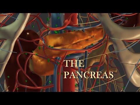The Pancreas I: Anatomy and Exocrine Function