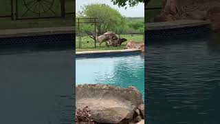 Download lagu Big Longhorn Bull breeding Cow #longhorns #love #texas #farm mp3 Download lagu Big Longhorn Bull breeding Cow #longhorns #love #texas #farm mp3