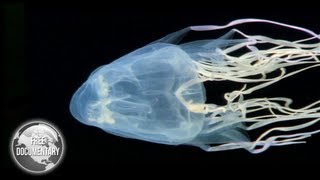BOX Jellyfish - The Most Dangerous Sea Creature