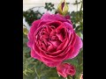 Ten Most Fragrant Roses