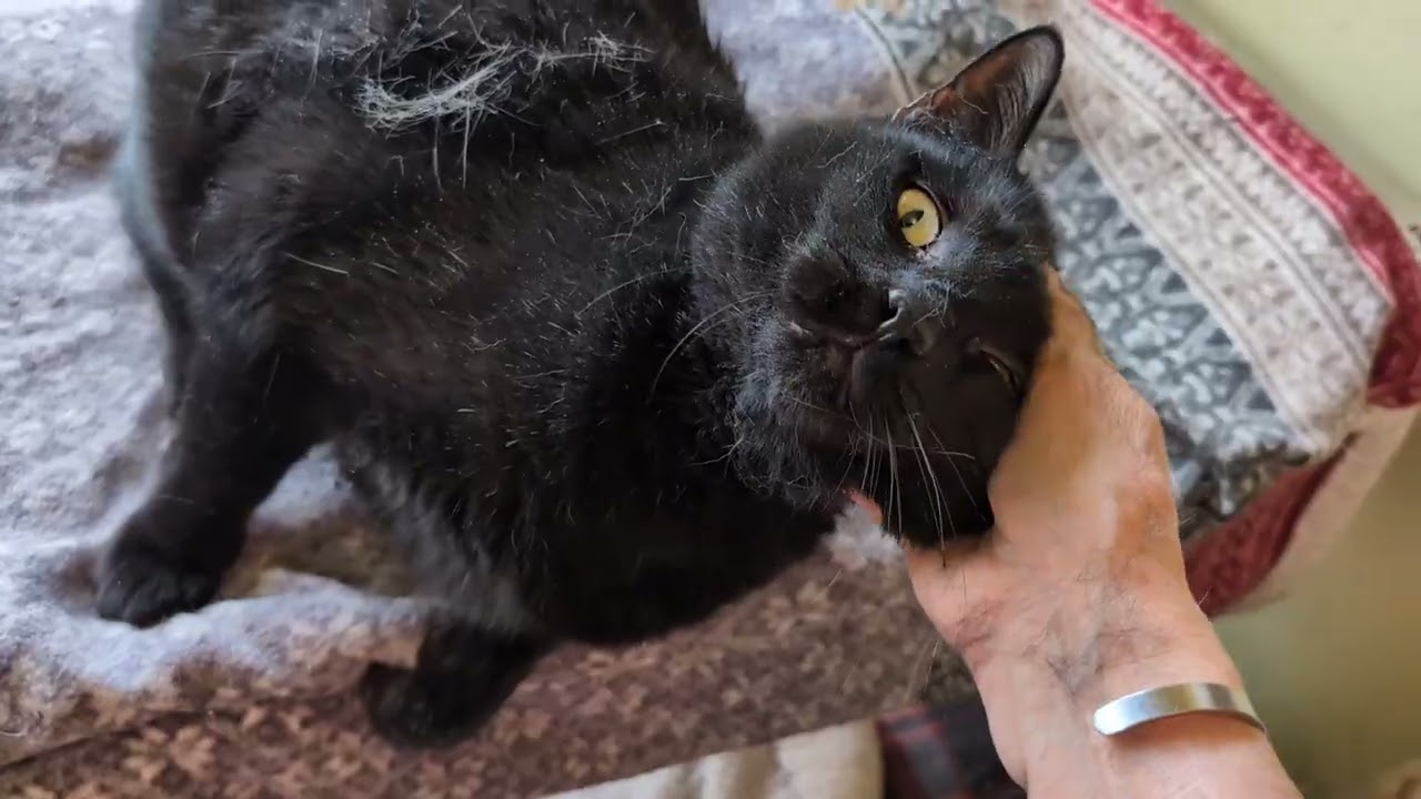 Enlarge ARI, a ADOPTABLE Domestic Short Hair in Kenosha, WI video 2/2