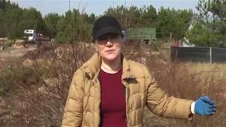 Как вермикомпост повлиял на нашу голубику