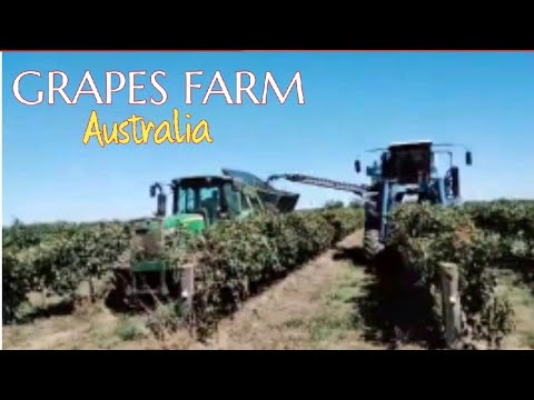 HARVESTING WINE GRAPES 2022 || MODERN GRAPE HARVEST
