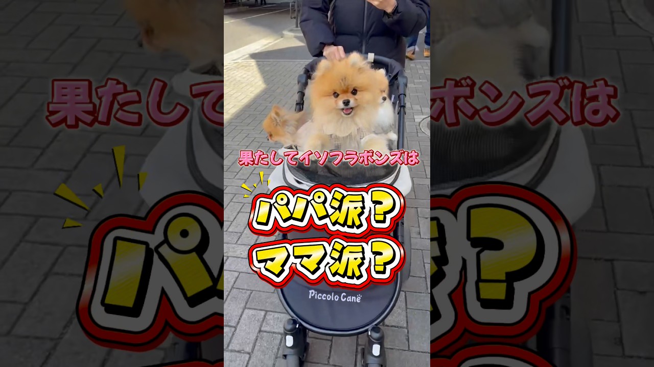 みんなのわんちゃんはどっち派？😆 #pomeranian #ポメラニアン #犬 #癒し #博美犬 #どっち派