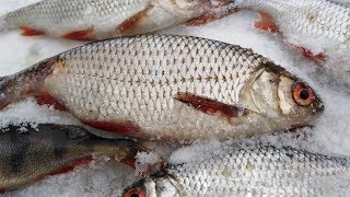 На что лучше клюет плотва в декабре