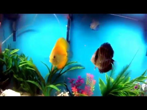 Discus fish set up. Fish tank aquarium tanked Amazon river blue Rams golden nugget pleco go pro