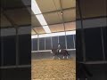 Cavalo puro sangue Lusitano