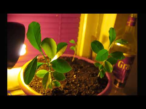 Lemon Tree Drzewo cytrynowe film nr.2 2019