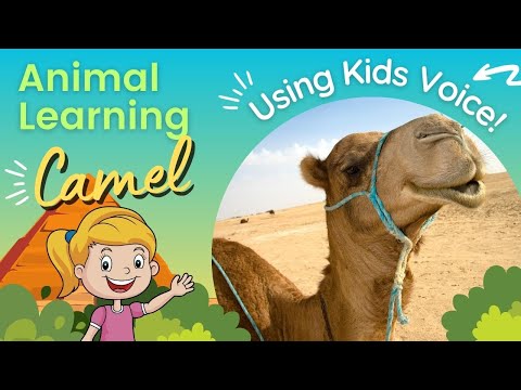Camel Learning For Kids, Babies, and Toddlers 🐪🌴☀️