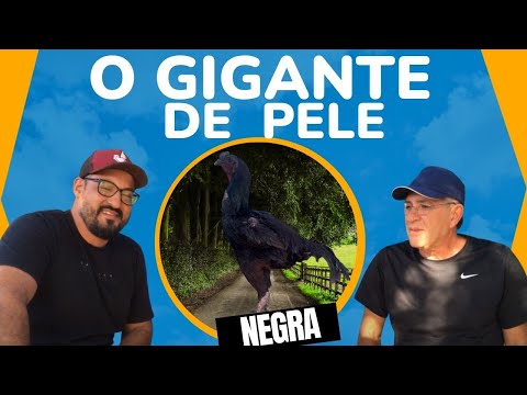 ✅GALO GIGANTE URUBU | BRASIL DE PENA E BICO