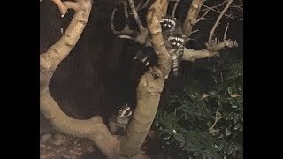 Baby Raccoons in a Tree