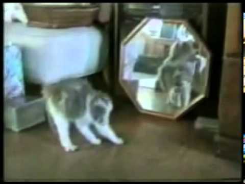 #Probably The Best Collection Of FUNNY CATS Video Ever!!