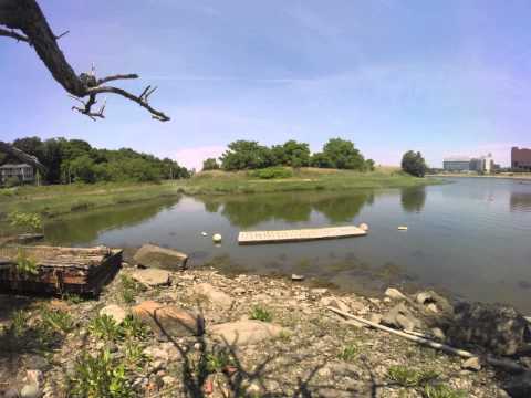 Planting the Floating Island at Savin Hill Cove