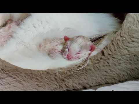 The mother cat gave birth to five kittens. The kittens are so small and fragile.