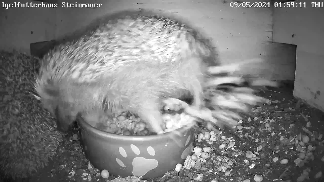 Aggressiver Igel rastet völlig aus! | 09.05.2024