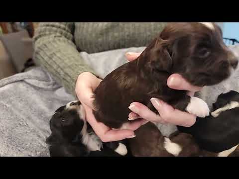 RiverHill Havanese YouTube video thumbnail 4