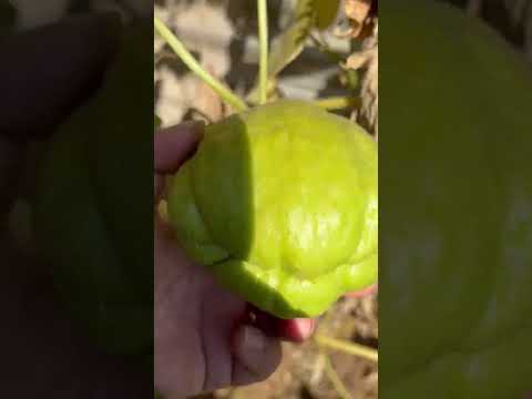 Skush. English name “chayote” #homegrown
