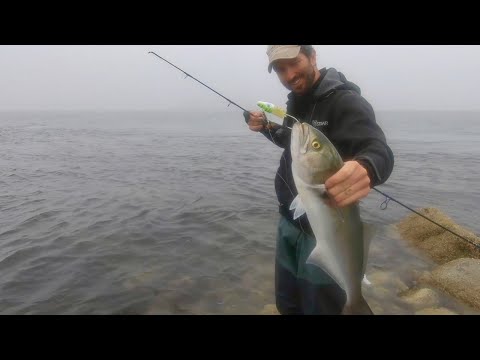 Catching Bluefish on Cape Cod from Shore!