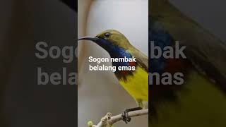 Download lagu masteran sogon nembak belalang emas tembus#kicaumania #burung #shorts mp3