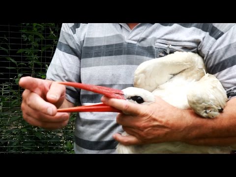 Klasyczny zwycięzca kulturystyki Ile mięśnie są zaangażowane podczas jazdy na rowerze