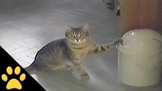 Cat vs Trashcan