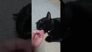 黒猫のクロスケ🐈‍⬛かわいいですねぇ👌 #cat #猫動画 #黒猫 #猫 #猫のいる暮らし #黒猫の日常 #猫好きさんと繋がりたい
