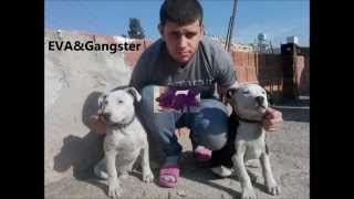 Mehmet Güder- My Life Pitbull