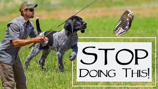 El peor ejercicio para un perro de muestra