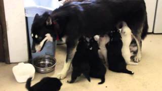 preview picture of video 'Three week old Wolf-Malamute puppies'