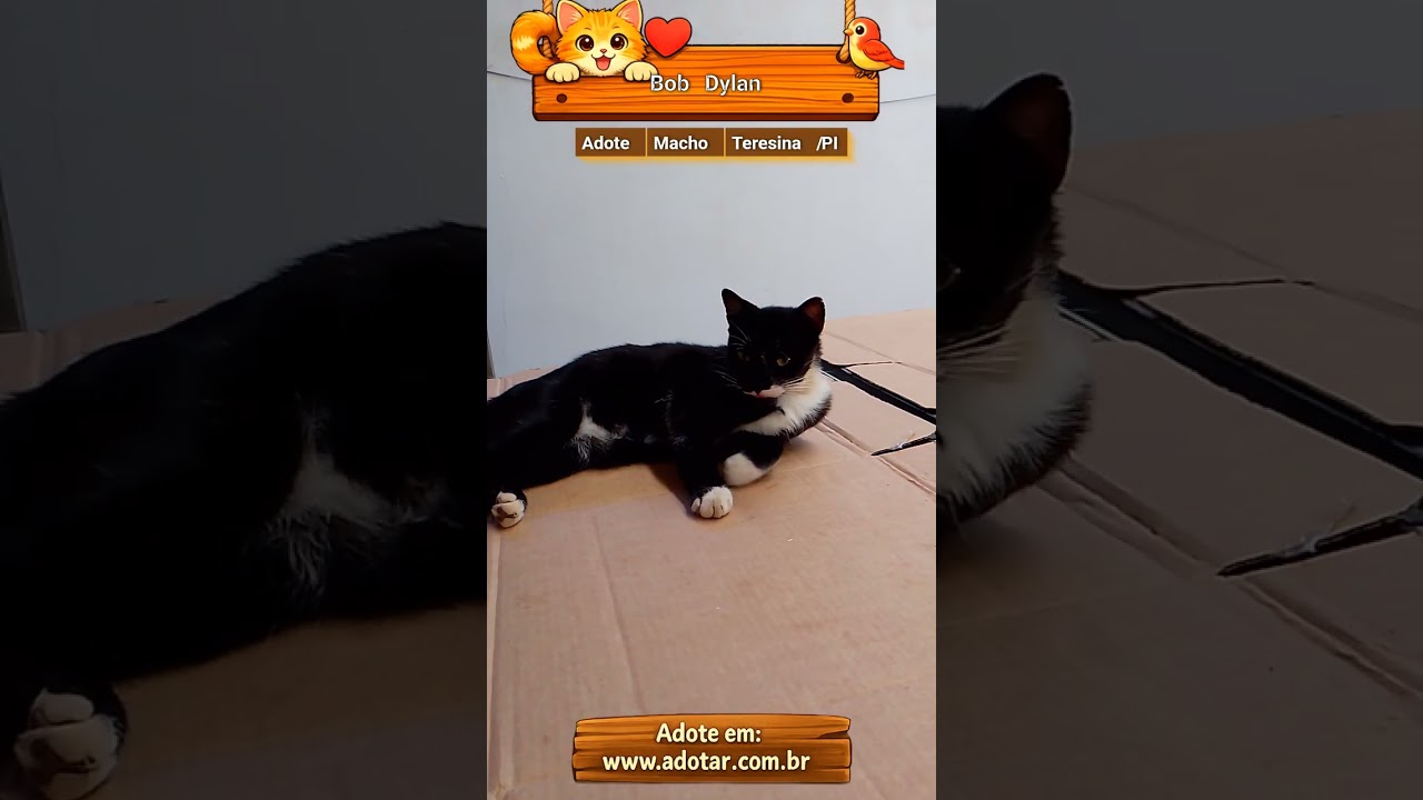 Gato raça SRD-ViraLata idade 6 ou mais anos nome Bob Dylan