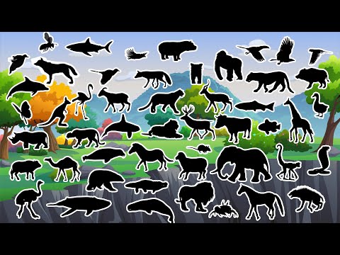 Adivinhe a Sombra de 50 Animais! 🦁 Jogo Divertido para Crianças!