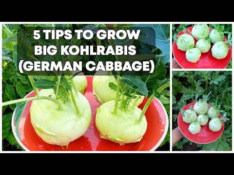 , title : '5 Tips To Grow BIG Kohlrabis (German Cabbage) - Kohlrabi Growing Tips!'
